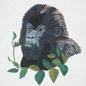 Rwandan gorilla