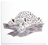 Photo of Leopard Picture