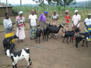 Widows receiving goat